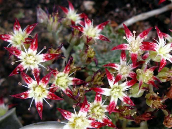 菊日和Graptopetalum filiferum