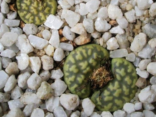 花纹玉系列—生石花园艺品种