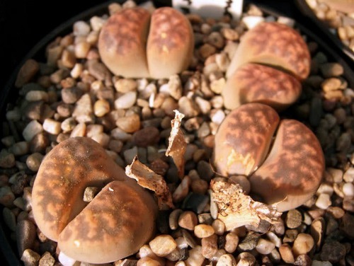 花纹玉系列—生石花园艺品种