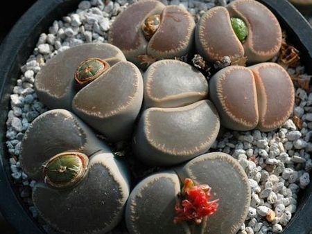紫勋系生石花