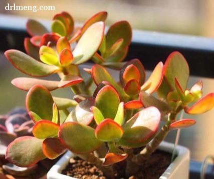 黄金花月 Crassula ovata 'Hummel's Sunset'