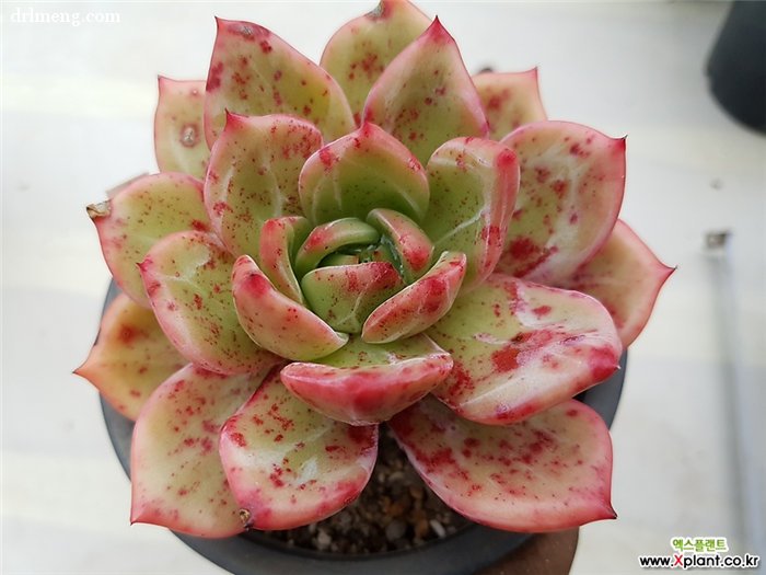 香槟 Echeveria Champagne