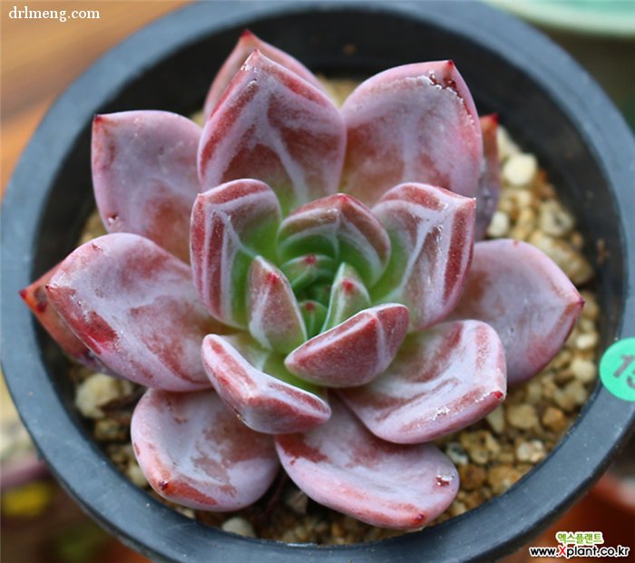香槟 Echeveria Champagne