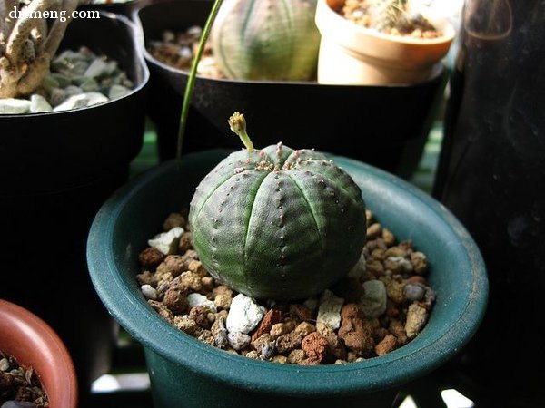 晃玉 Euphorbia obesa，大戟科