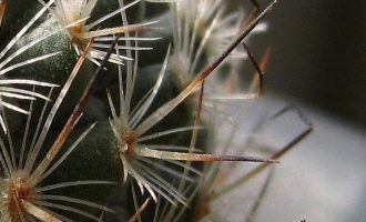 什么是仙人掌及仙人掌的特征