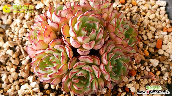 小圆球 Echeveria 'Super Circle'