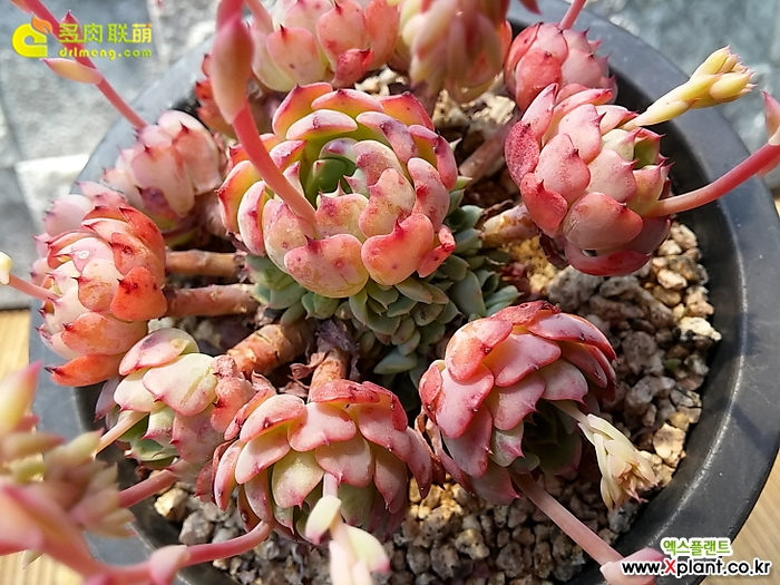 小圆球 Echeveria 'Super Circle'