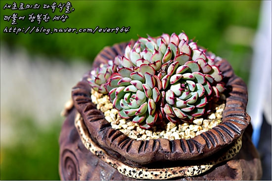 小圆球 Echeveria 'Super Circle'