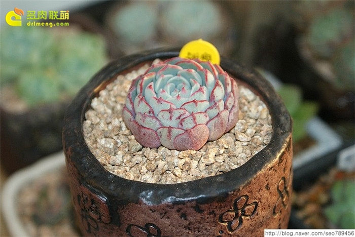 小圆球 Echeveria 'Super Circle'