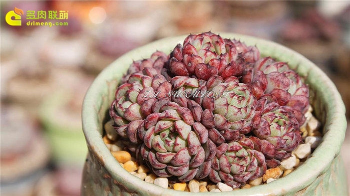 小圆球 Echeveria 'Super Circle'