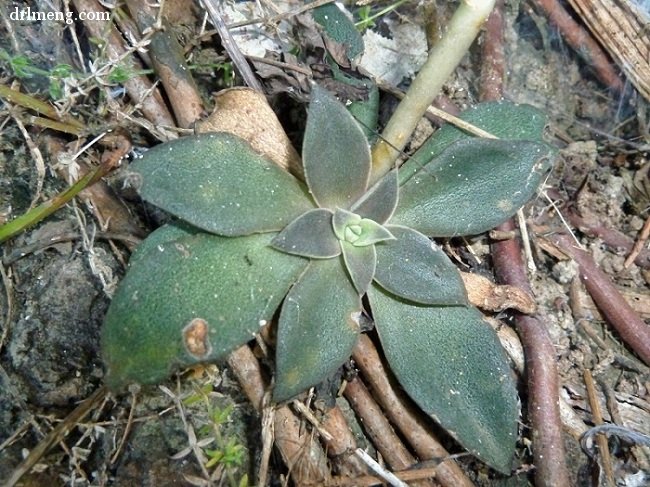 银明色 Echeveria carnicolor