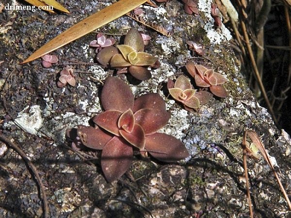 银明色 Echeveria carnicolor