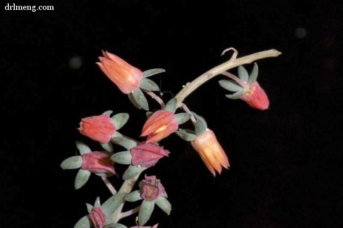 银明色 Echeveria carnicolor 花