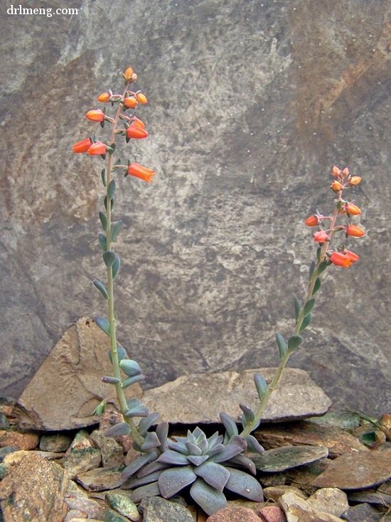 银明色 Echeveria carnicolor 花