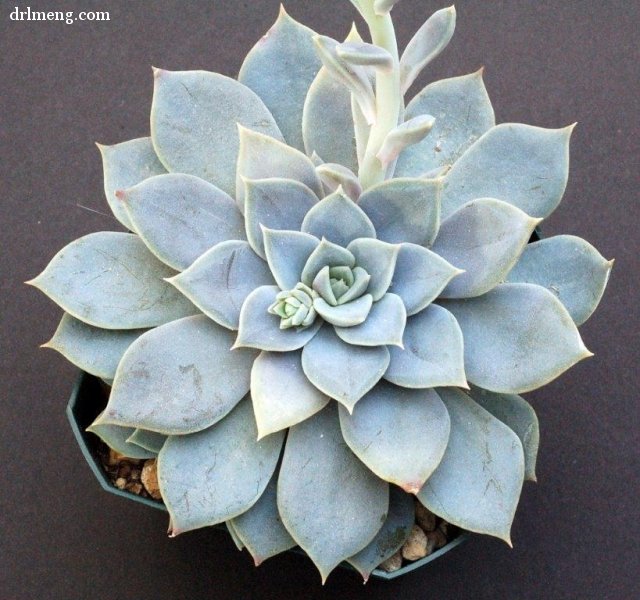 银明色 Echeveria carnicolor