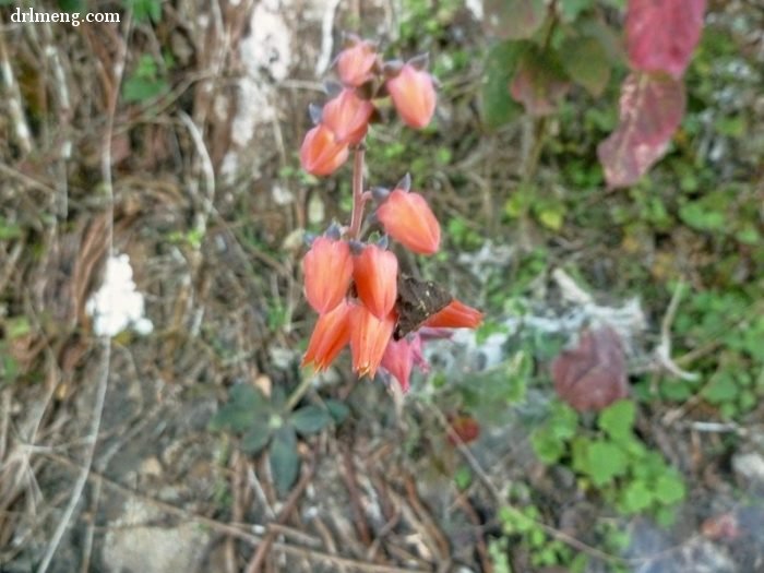 银明色 Echeveria carnicolor 花