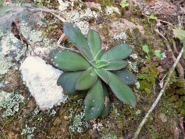 银明色 Echeveria carnicolor