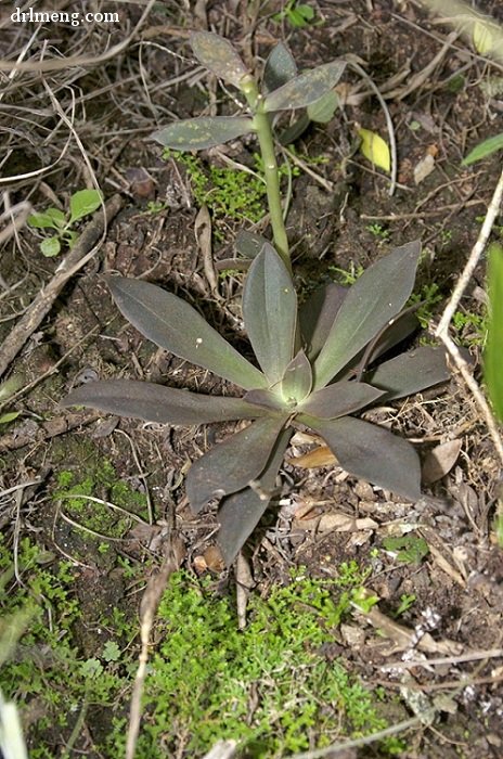 银明色 Echeveria carnicolor