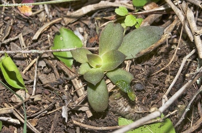 银明色 Echeveria carnicolor