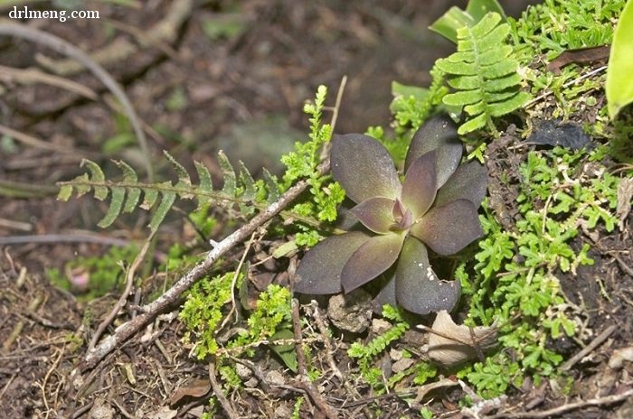 银明色 Echeveria carnicolor