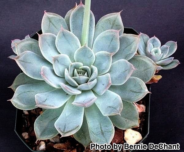 Echeveria ’Alfred’，“月光精灵”