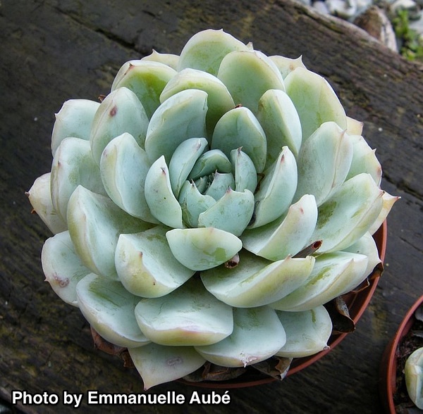 Echeveria ’Ghost Buster’