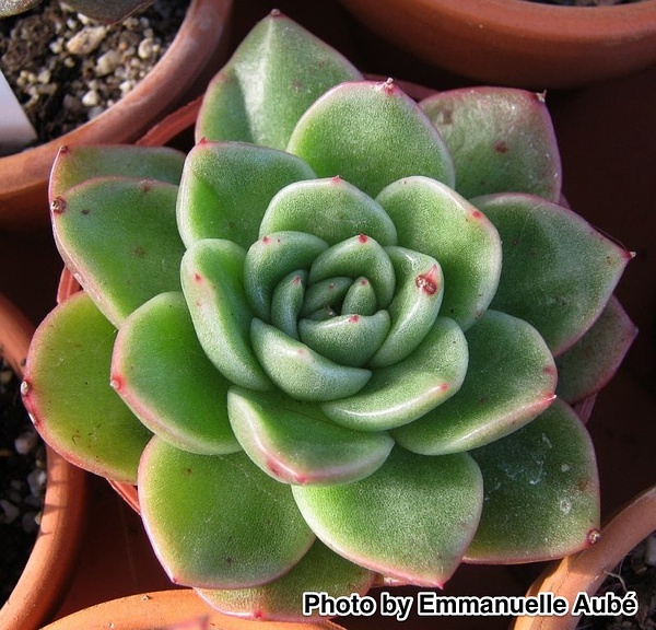 Echeveria ‘Gilva’，“玉杯”