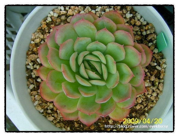 Echeveria ‘Hanatsukiyo’，“红边月影”