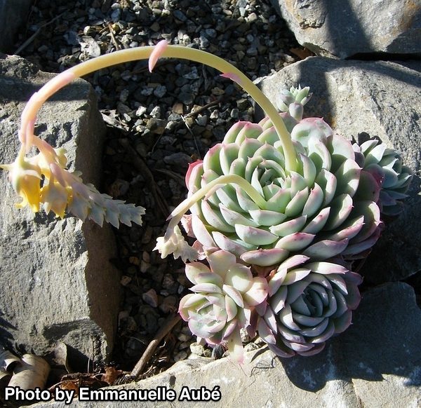 Echeveria ‘Hanatsukiyo’，“红边月影”