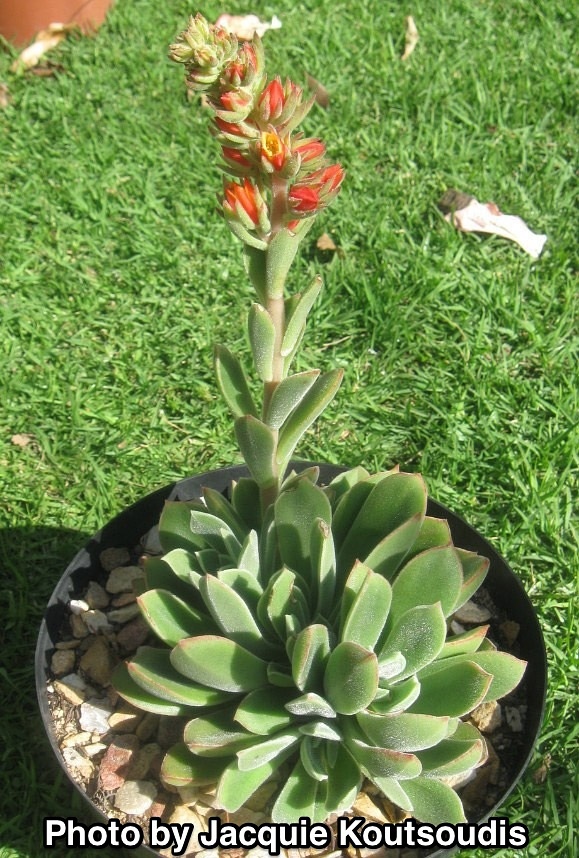 Echeveria ‘Leucosina’