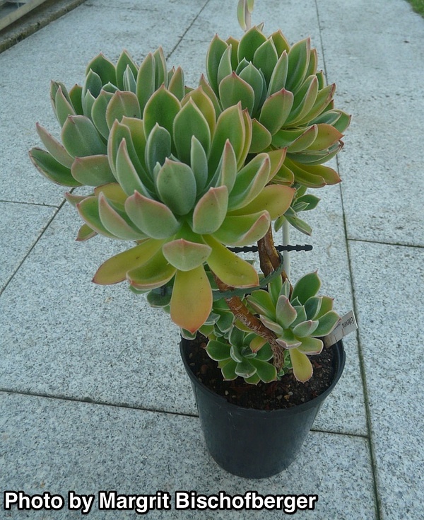 Echeveria ‘Leucosina’