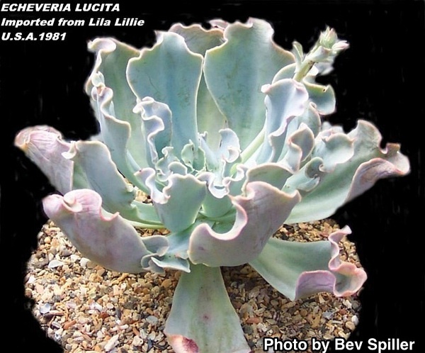 Echeveria ‘Lucita’