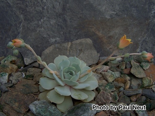 Echeveria ‘Marga’