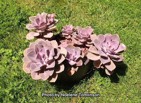 Echeveria ‘Perle von Nürnberg’，“紫珍珠”