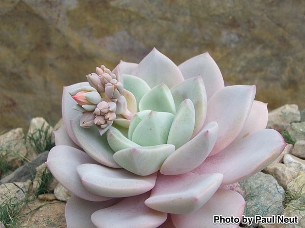 Echeveria ‘Pola’