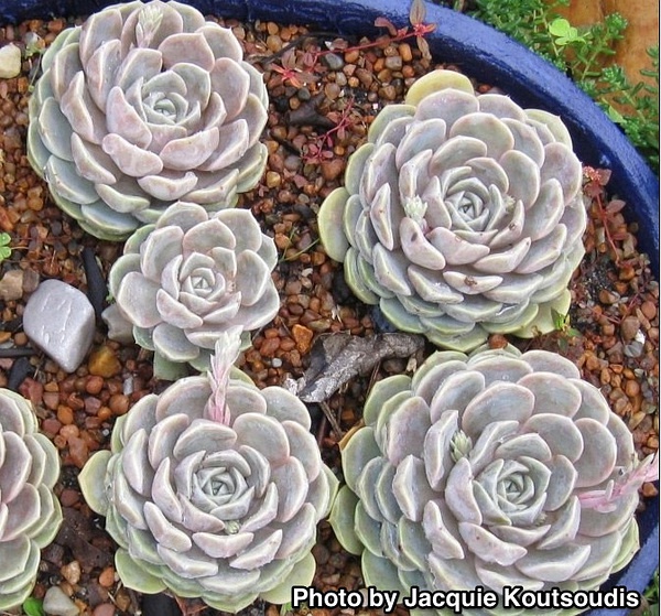 Echeveria ‘Tynie Burger’