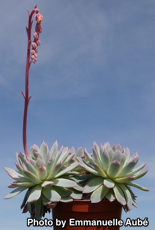 Echeveria ‘Violet Queen’，“紫罗兰女王”