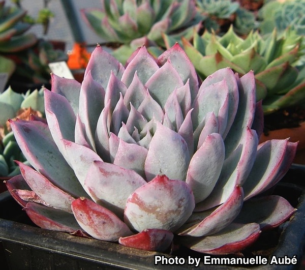 Echeveria ‘Violet Queen’，“紫罗兰女王”