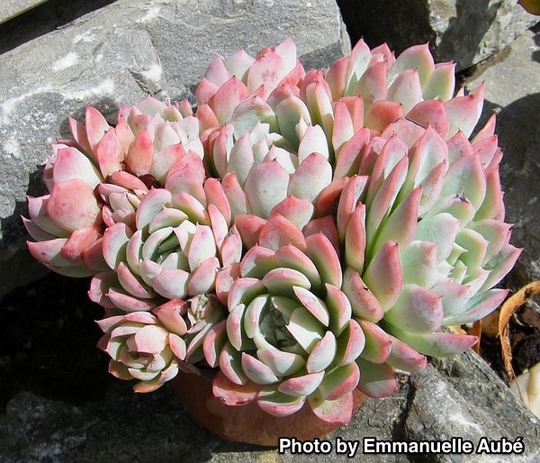 Echeveria ‘Violet Queen’，“紫罗兰女王”