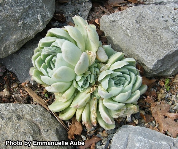 Echeveria elegans 'Albicans' x E. colorata 'Lindsayana' 