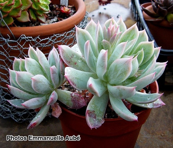 Echeveria ‘Bradburyana’，“秋宴”