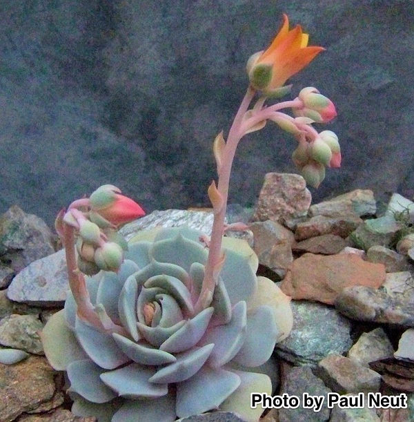 Echeveria ‘Dersi’