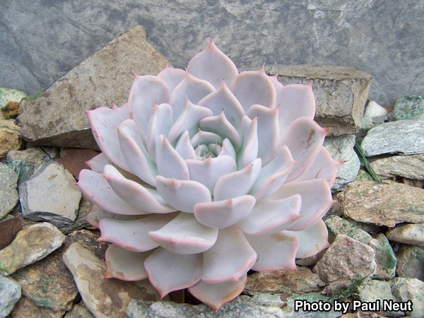 Echeveria ‘Fallax’ 静月