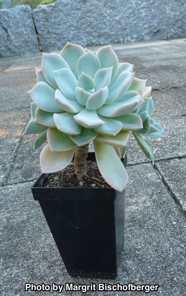 x Graptoveria ‘Fantôme’，“魅影”