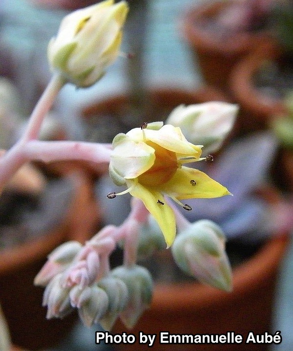 x Graptoveria ‘Fantôme’，“魅影”