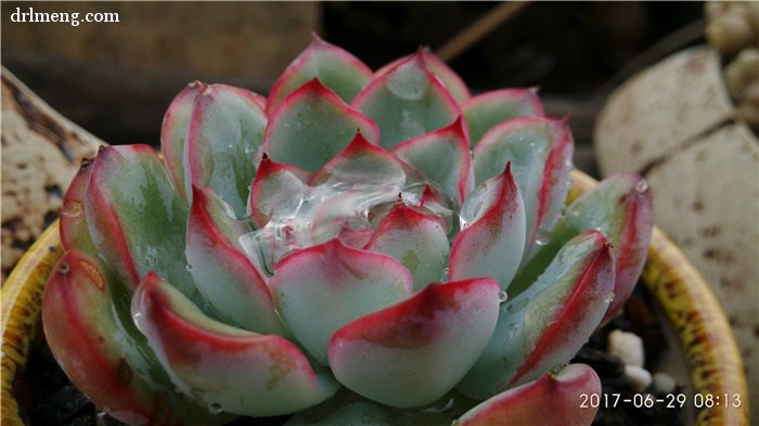 淋了一夏天雨的云南(开挂区)多肉