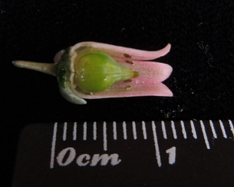 人工养殖植株朱丽安娜的花的心皮