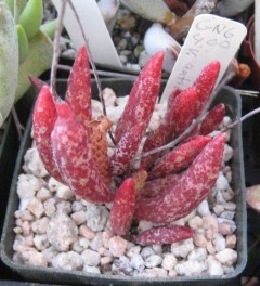 花鹿水泡 Adromischus antidorcatum