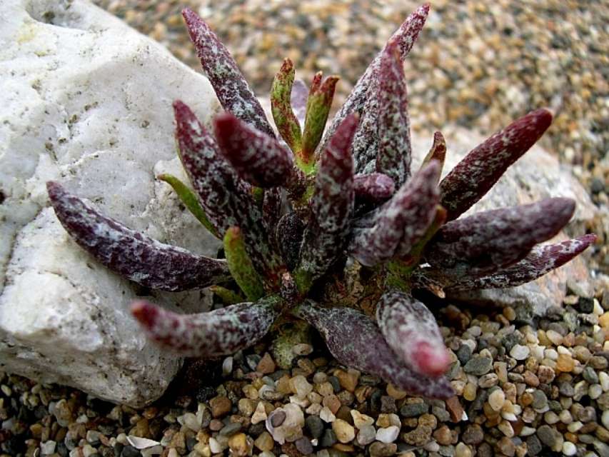 花鹿水泡 Adromischus antidorcatum