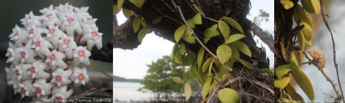 尖叶球兰 Hoya acuta